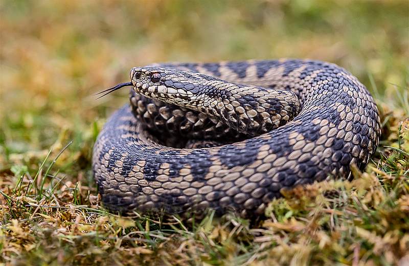 Male Adder Flicking Tongue.jpg - Colour Exhibition Print